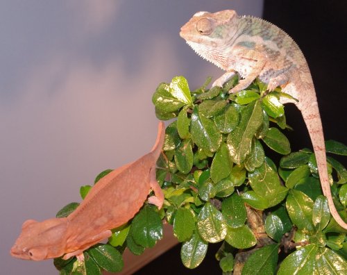 sam male 1 fm 1 j.jpg