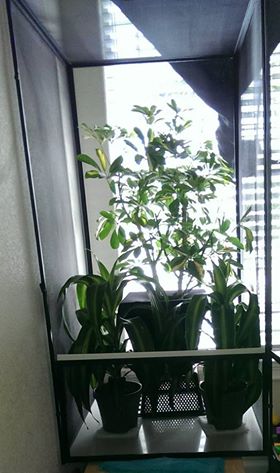 aidens cham tank - 3 pots.jpg