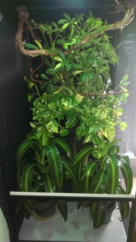 aidens cham tank - more plants.jpg