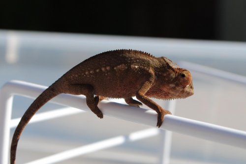 DSC_0167.jpg