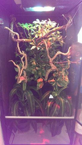 aidens cham tank - branches.jpg