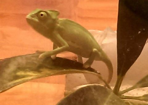 aiden - 2nd day with cham 9-21.jpg