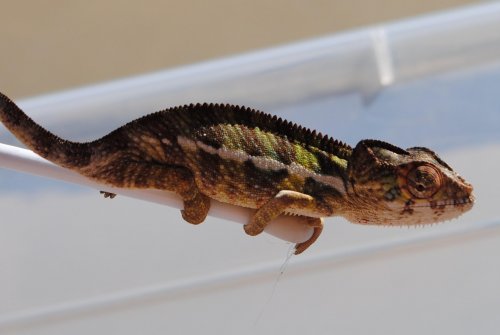 DSC_0155.jpg