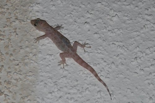 Albino Lizard.jpg