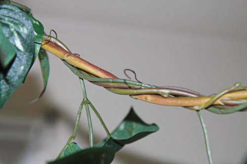 twistvine01.jpg