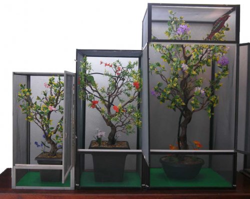 three trees in cages door open.jpg