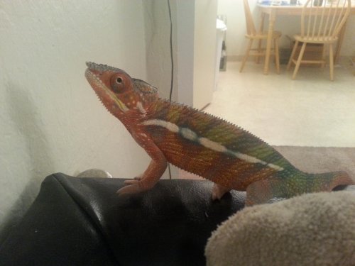 lito normal neck.jpg