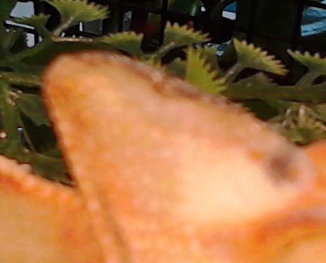 063.jpg