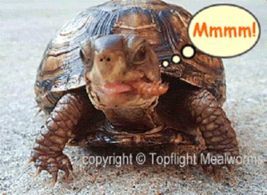 turtle_mealworm3.jpg