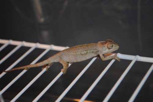 DSC_0250.jpg