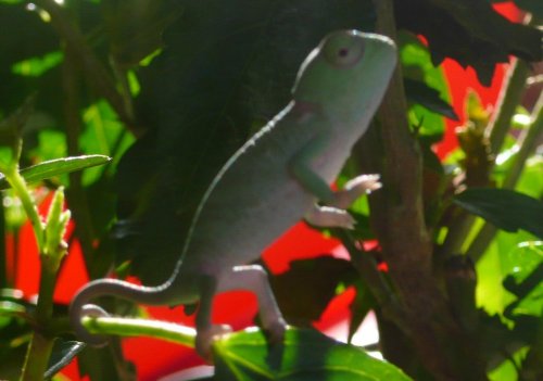 BabyChameleonStanding.jpg