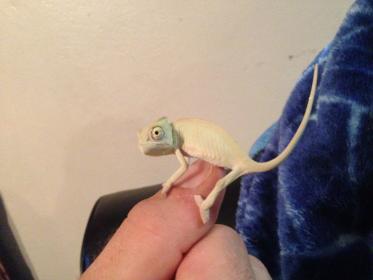 baby veiled.jpg