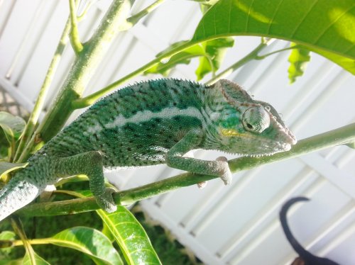 Red Hurracaine 1.jpg