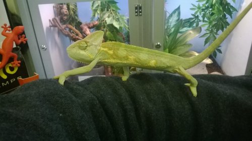 Chameleon 1.jpg
