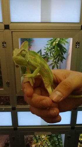 Chameleon2.jpg