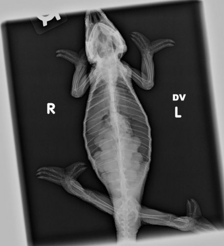 xray.jpg
