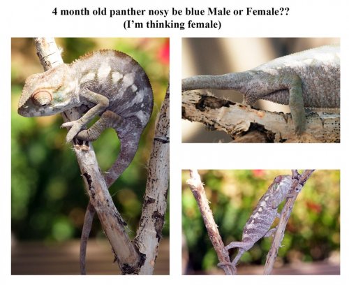 Male or Female.jpg