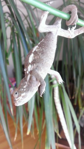 female 1 ambi.jpg