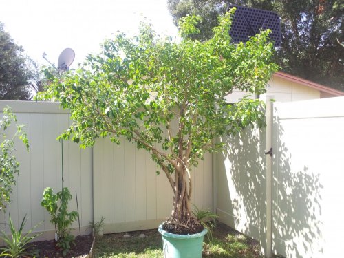 big ficus tree.jpg