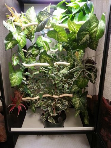 kammer male cage.jpg