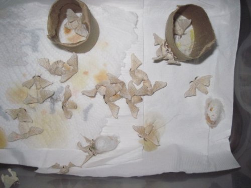 moth 002.JPG