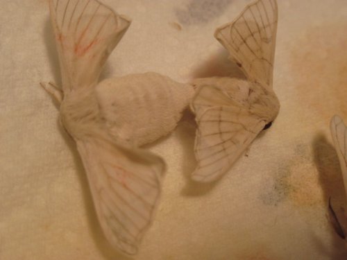 moth 004.JPG