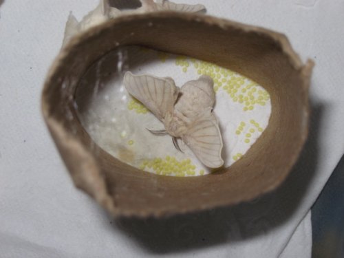moth 008.JPG