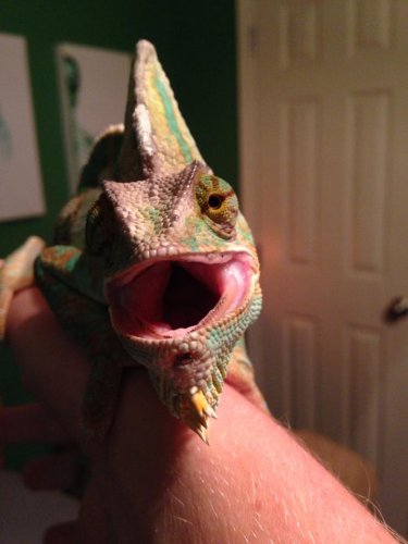 Smile, Rango.jpg