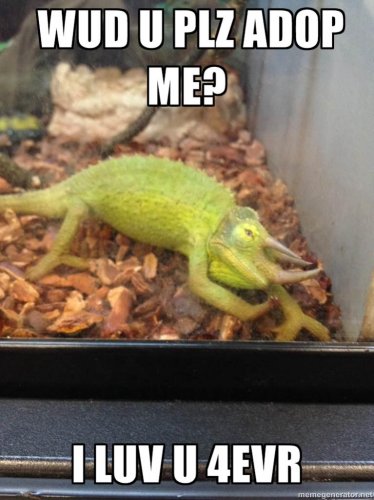 Crying chameleon.jpg