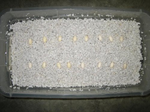 multieggs.jpg