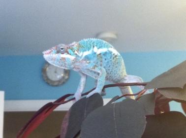 speckytree.jpg