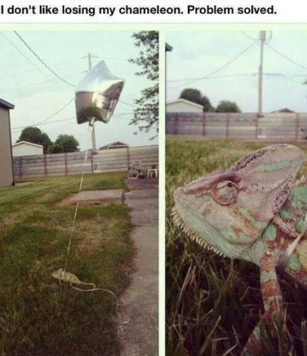 Chameleon.jpg