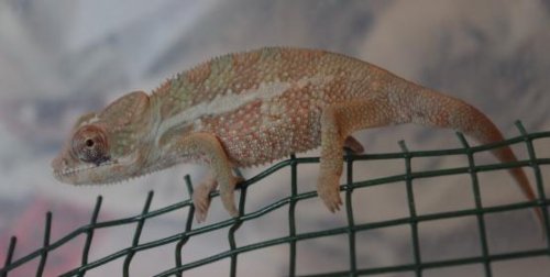 cham male line 1.jpg