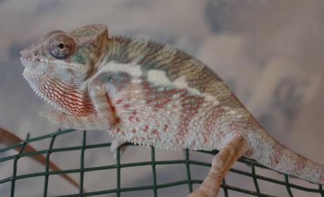 cham male line 2.jpg