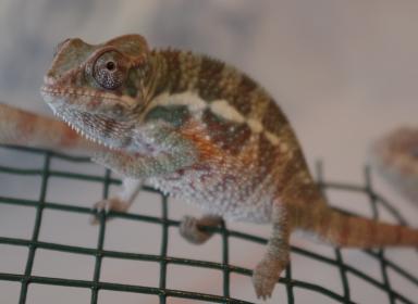 cham male line 3.jpg