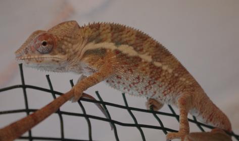 cham male line 4.jpg