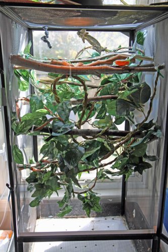 smidgetcage01.jpg