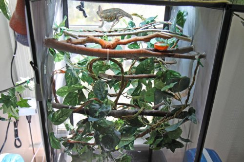 smidgetcage02.jpg