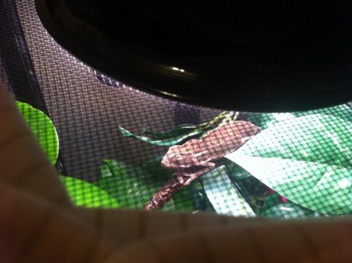 Lizard up.jpg