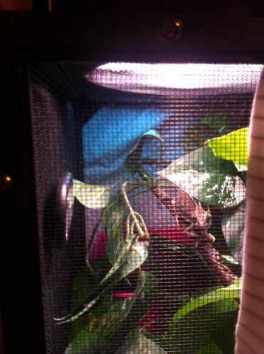 Lizard.jpg