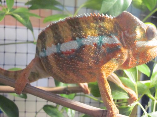 New Reptile Photos 3 (New Abilobe) 038.jpg