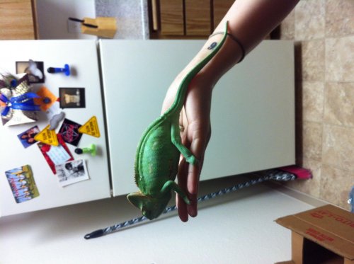 image.jpg