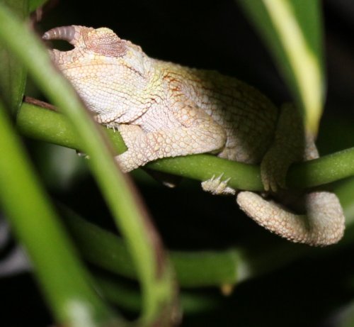 jacksonii female.jpg