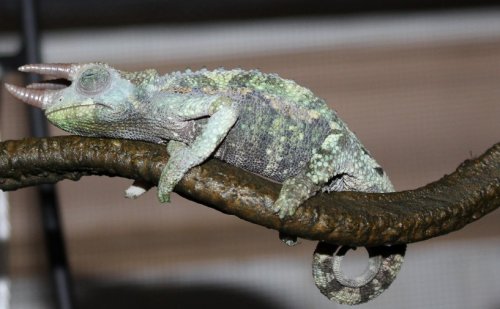 jacksonii male.jpg