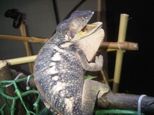 grumpy.jpg