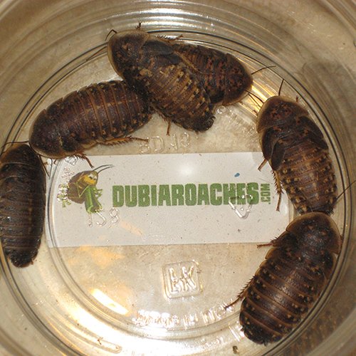 dubia_roaches.jpg
