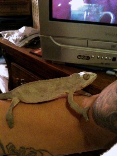 purpureus looking odd.jpg