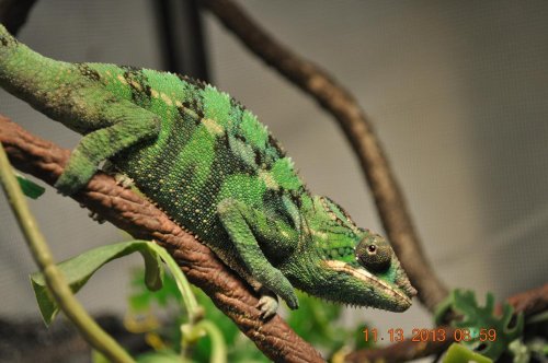 male ambilobe chameleons 002a.JPG