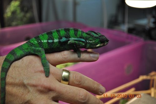 male ambilobe chameleons 006a.JPG