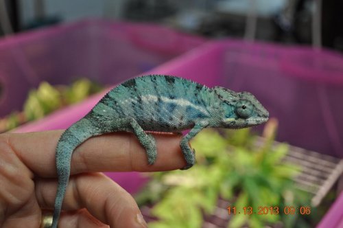 male ambilobe chameleons 011a.JPG male ambilobe chameleons 011a.JPG